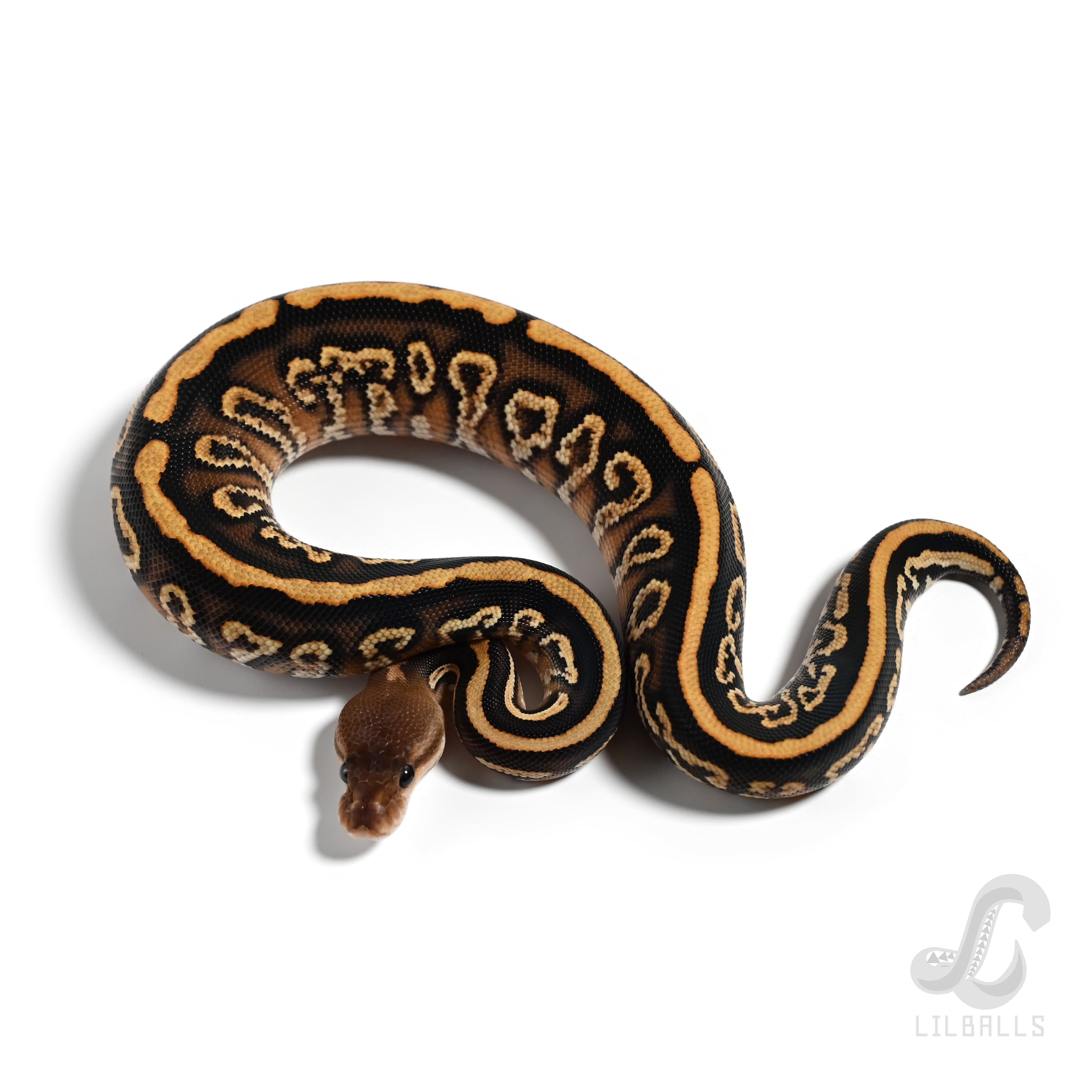 ブラックパステル ハリケーン イエローベリー Het クラウン