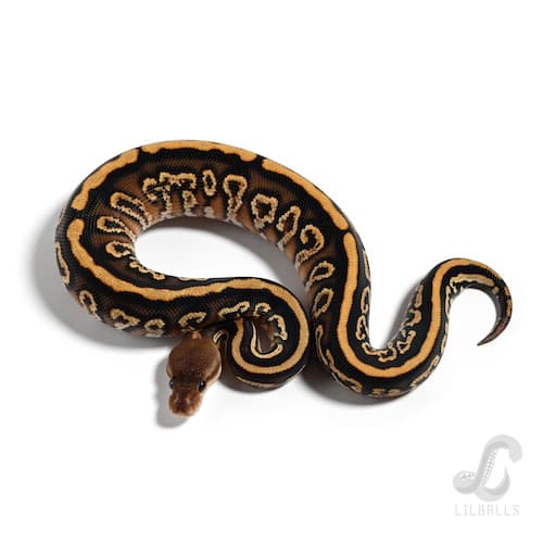 ブラックパステル ハリケーン イエローベリー Het クラウン