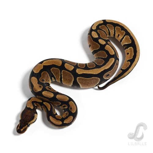 Het デザートゴースト Het クラウン