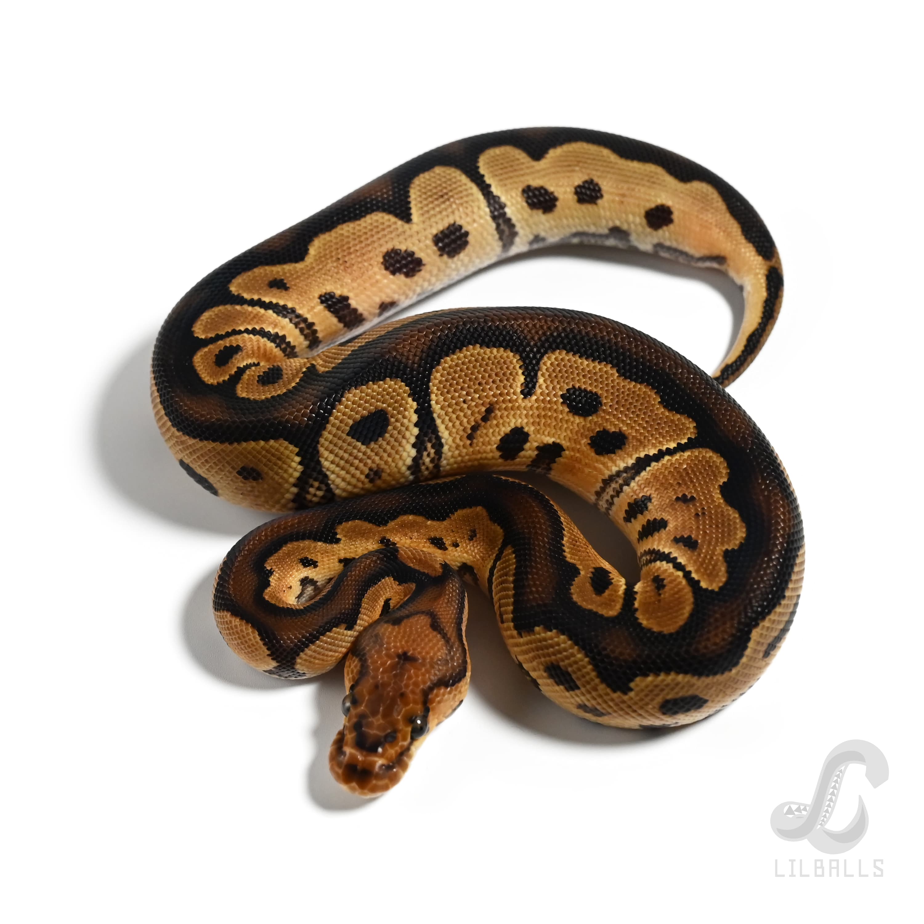 クラウン Het デザートゴースト