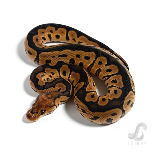 クラウン Het デザートゴースト