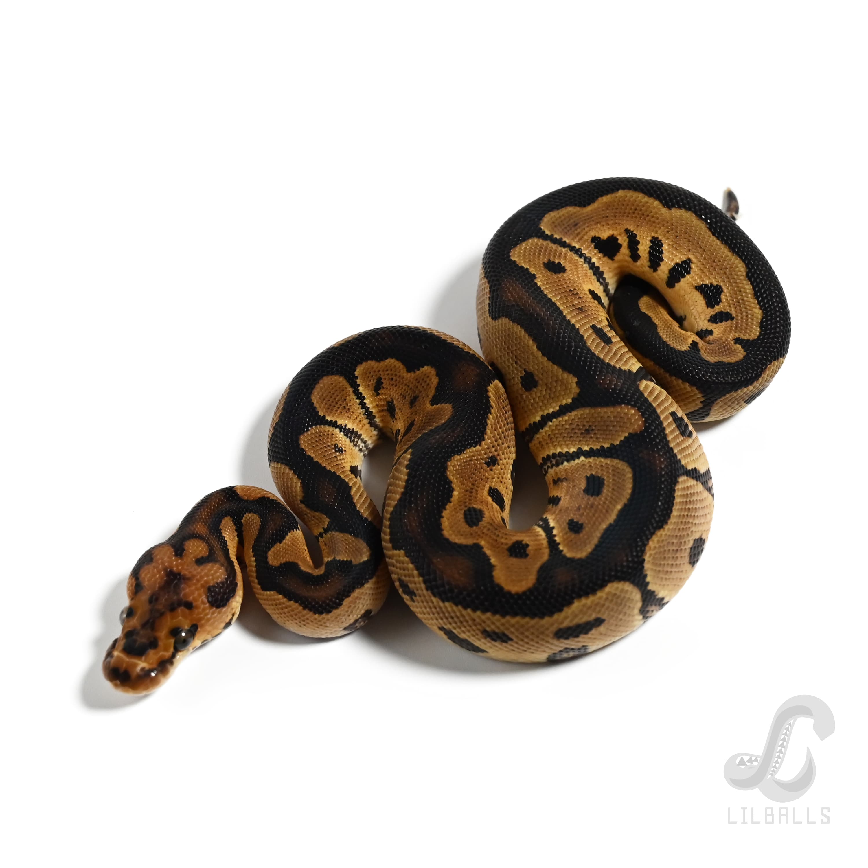 クラウン Het デザートゴースト	