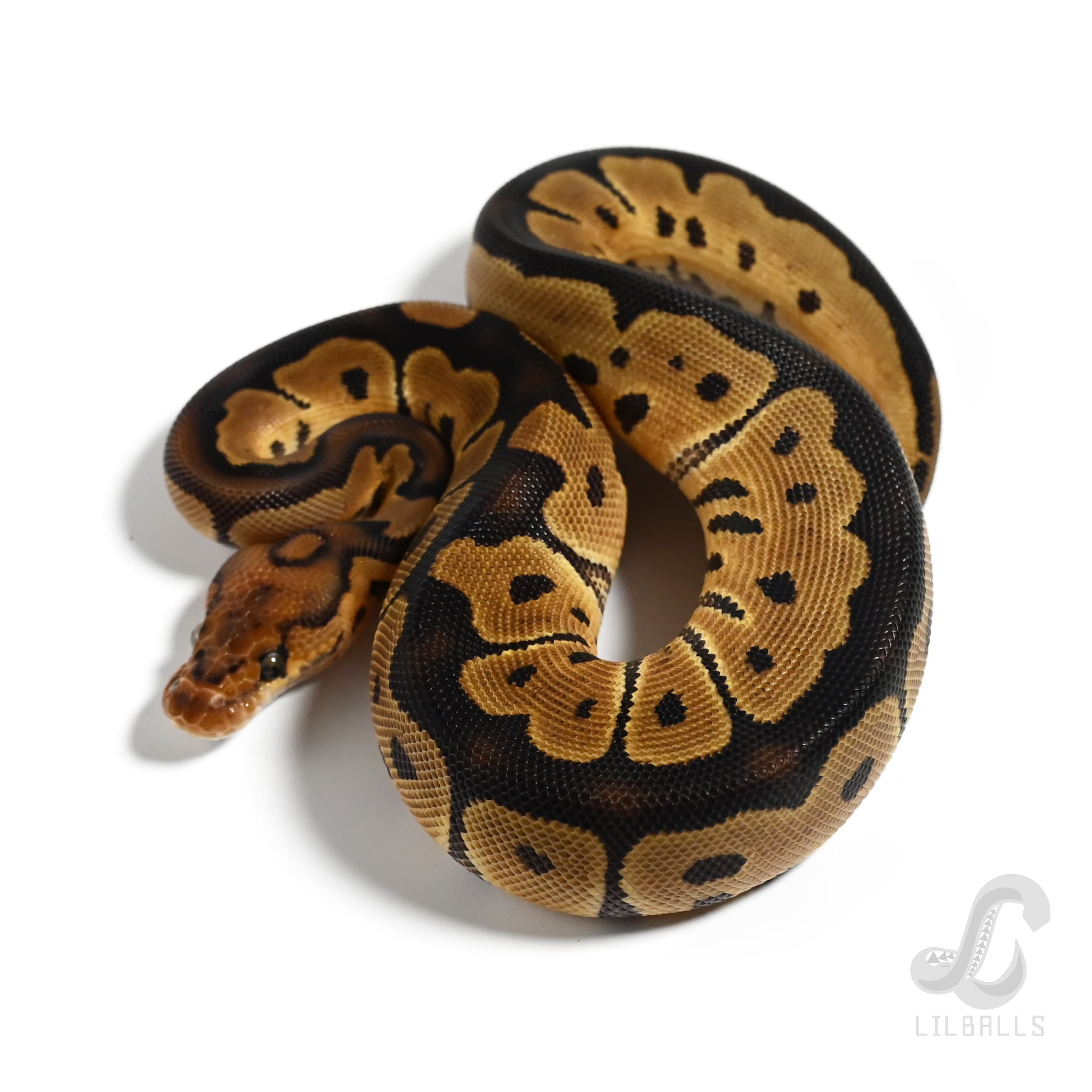 クラウン Het デザートゴースト	