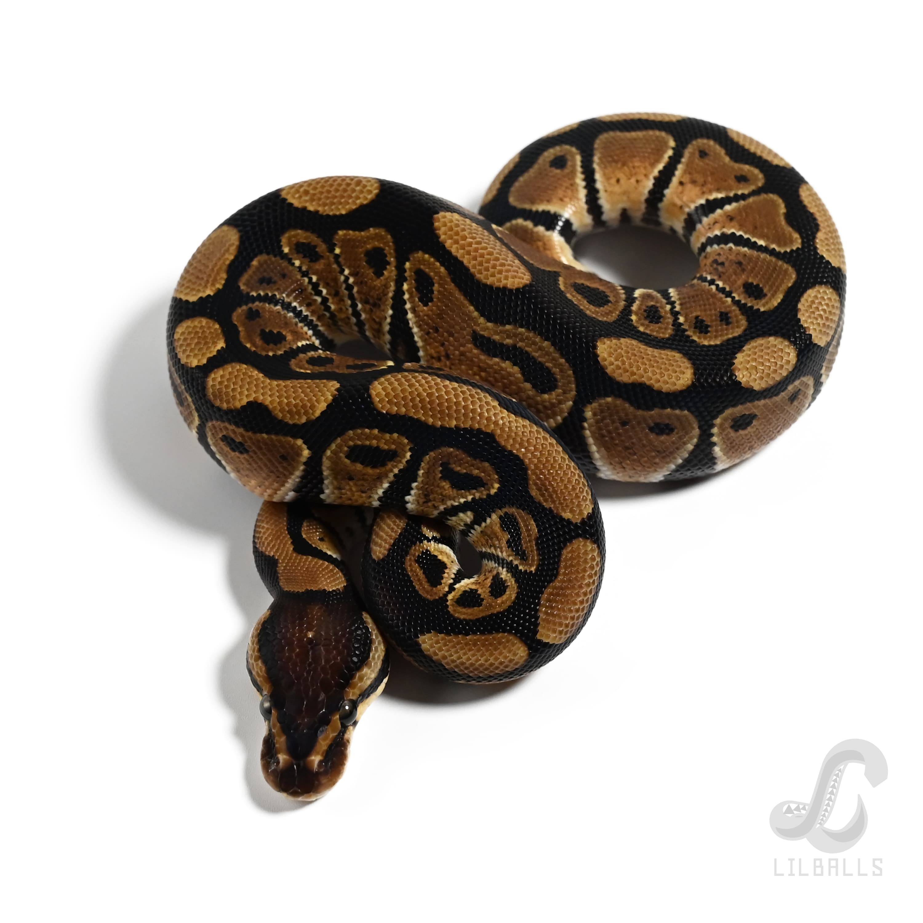 Het デザートゴースト Het クラウン