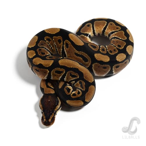 Het デザートゴースト Het クラウン