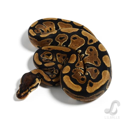 Het デザートゴースト Het クラウン