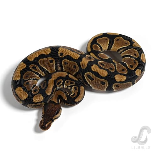 Het デザートゴースト Het クラウン