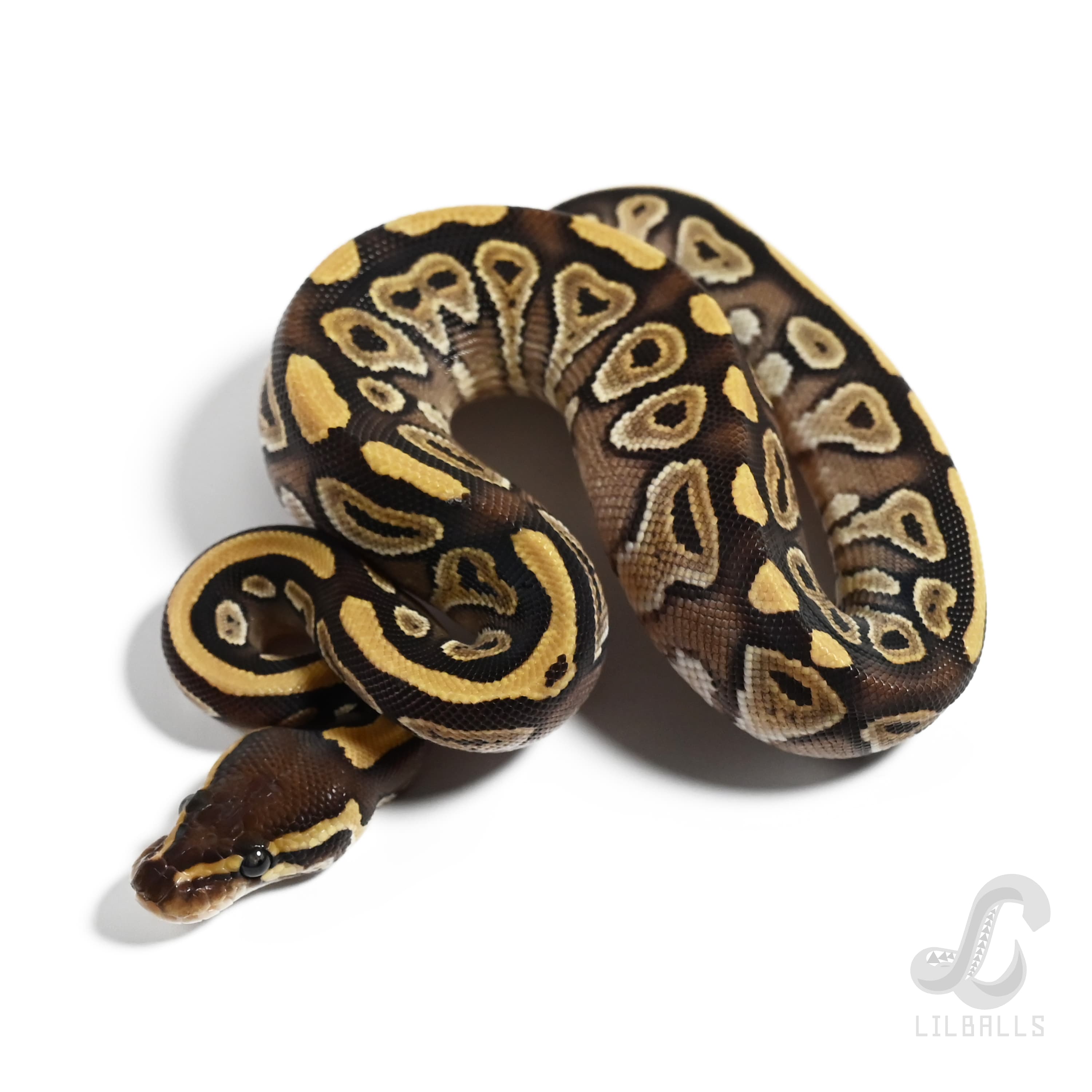 モハベ Het TSK アザンティック 66% Het ゴースト