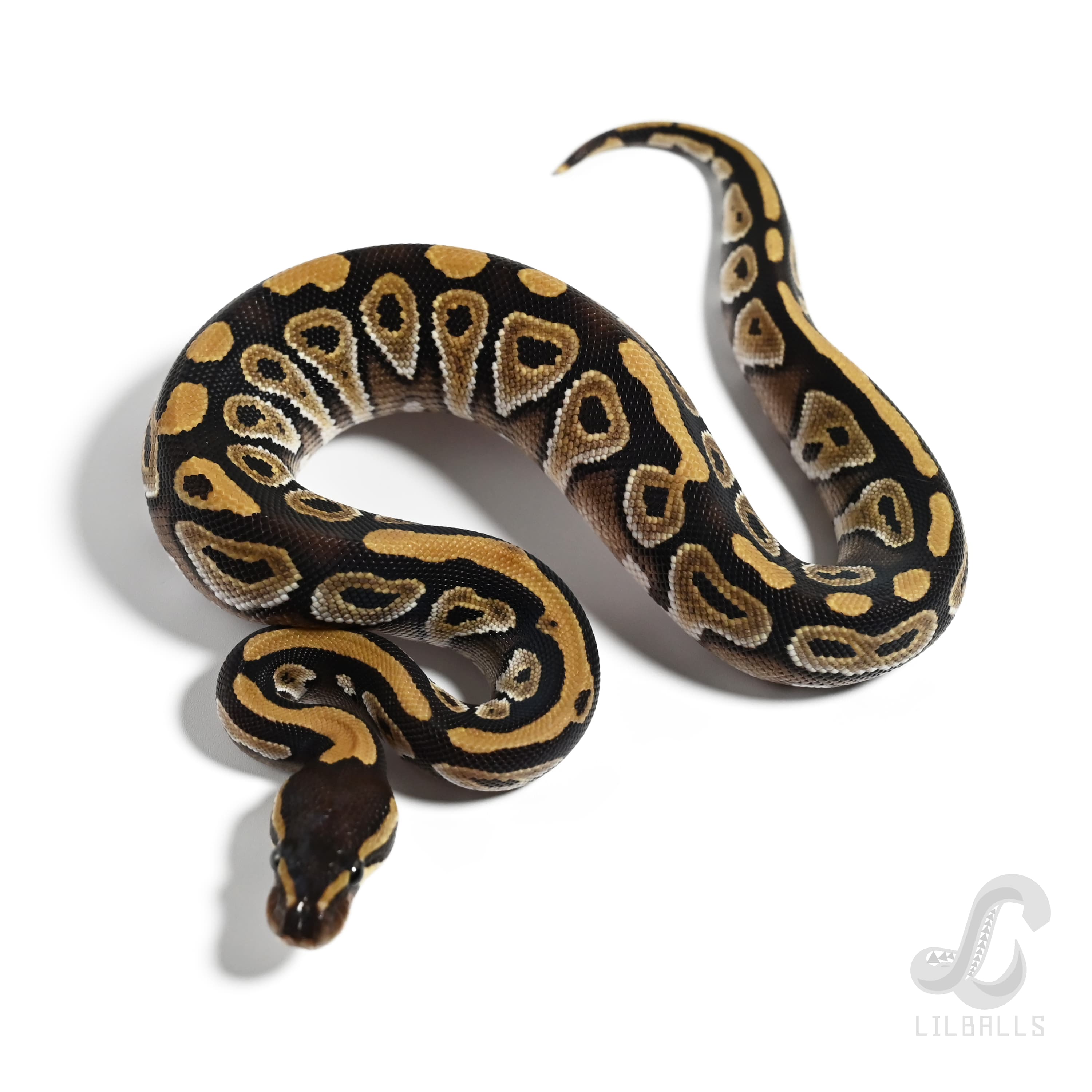 モハベ Het TSK アザンティック 66% Het ゴースト