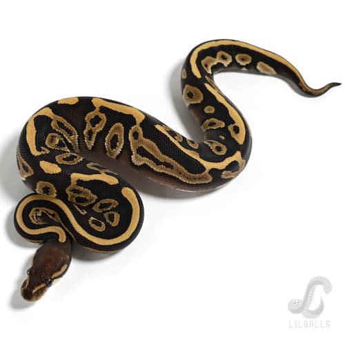 モハベ レオパード Het TSK 66% Het ゴースト