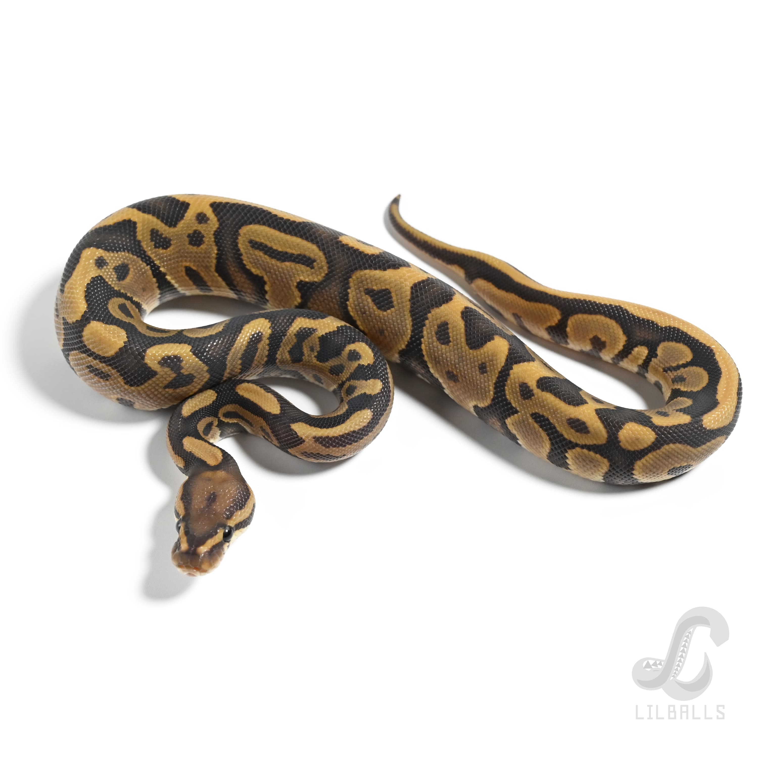 レオパード ゴースト Het TSK アザンティック