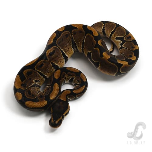 Het TSK アザンティック 66% Het ゴースト