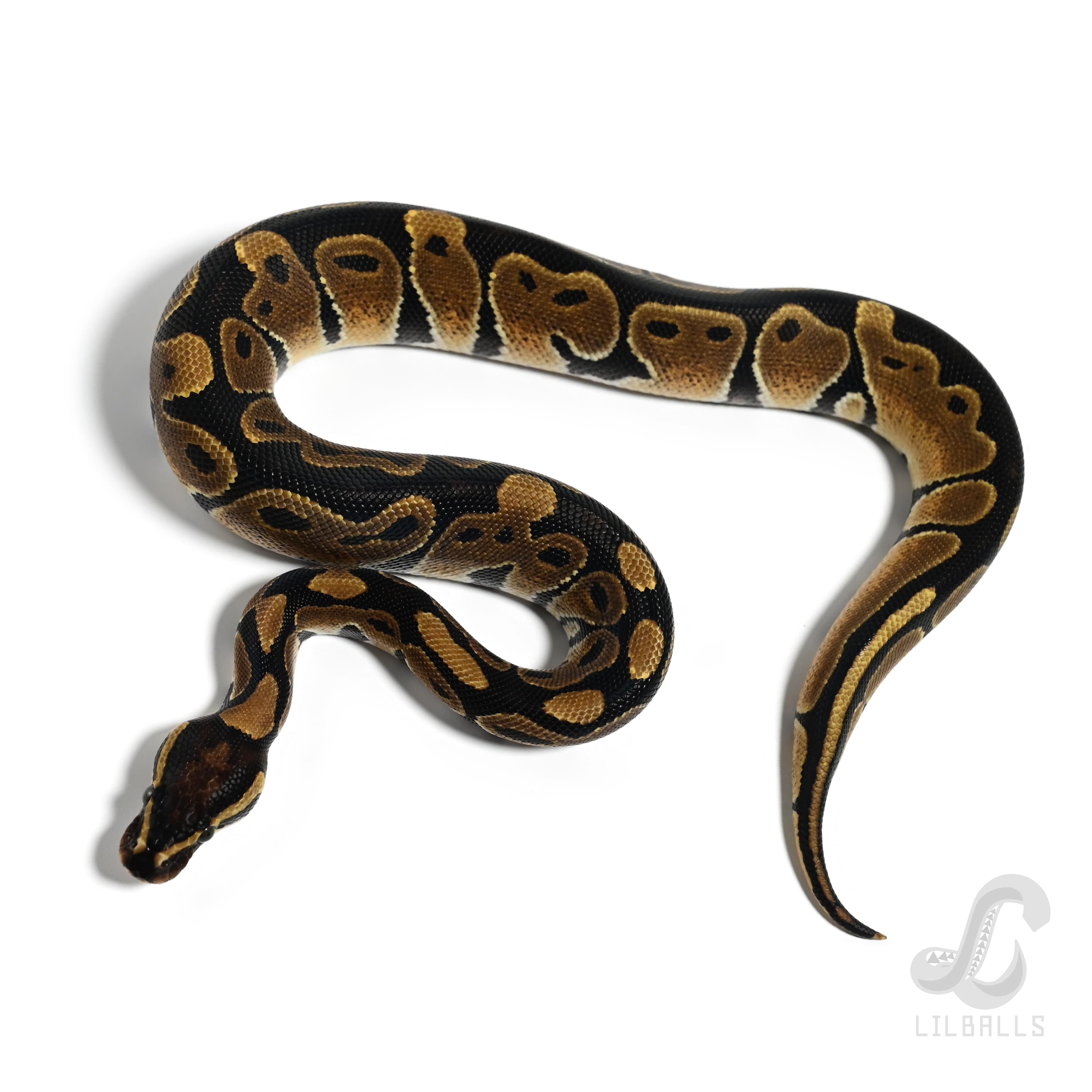 Het モナーク 50% Het クラウン