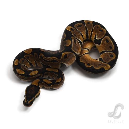 Het モナーク 50% Het クラウン