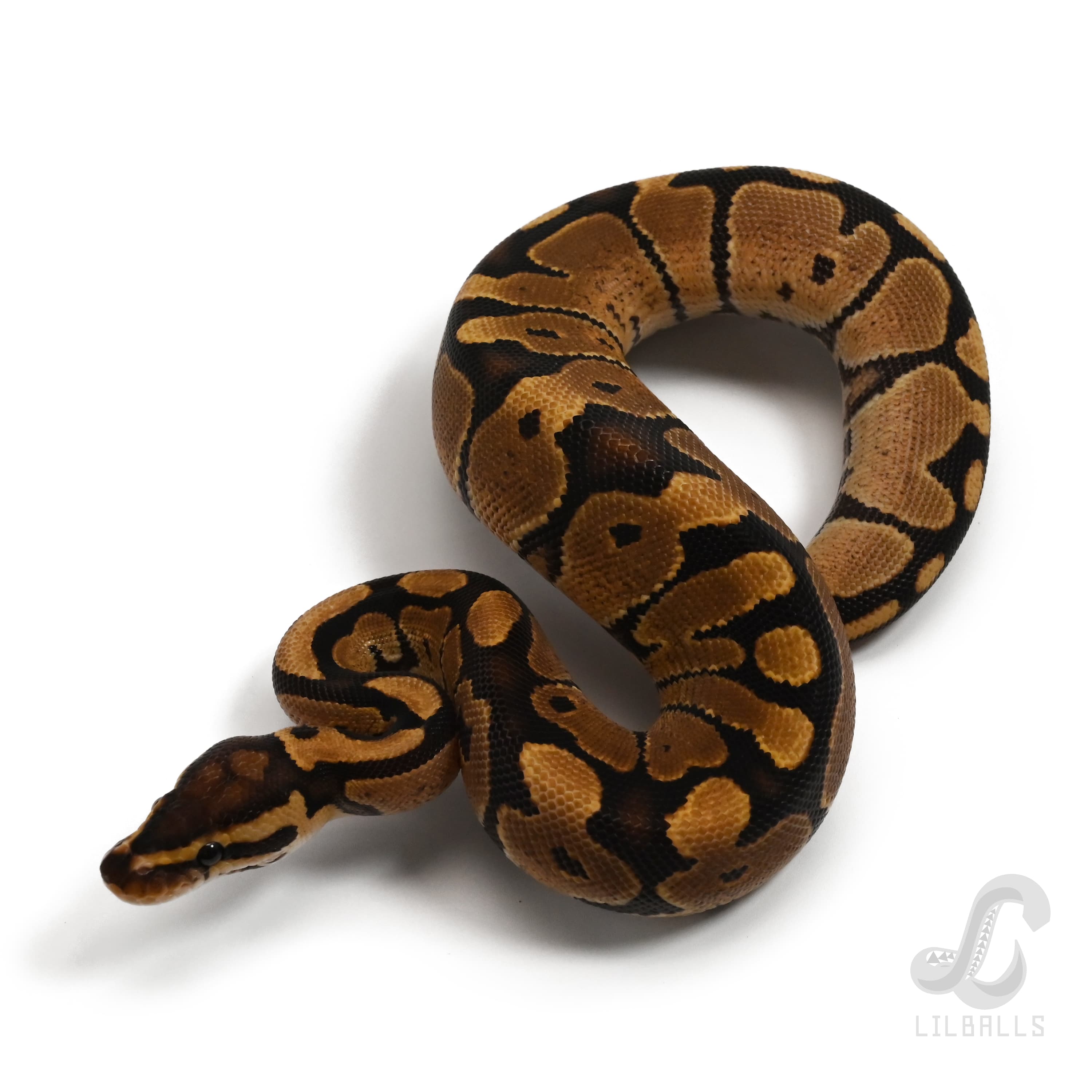 Het TSK アザンティック 66% Het デザートゴースト