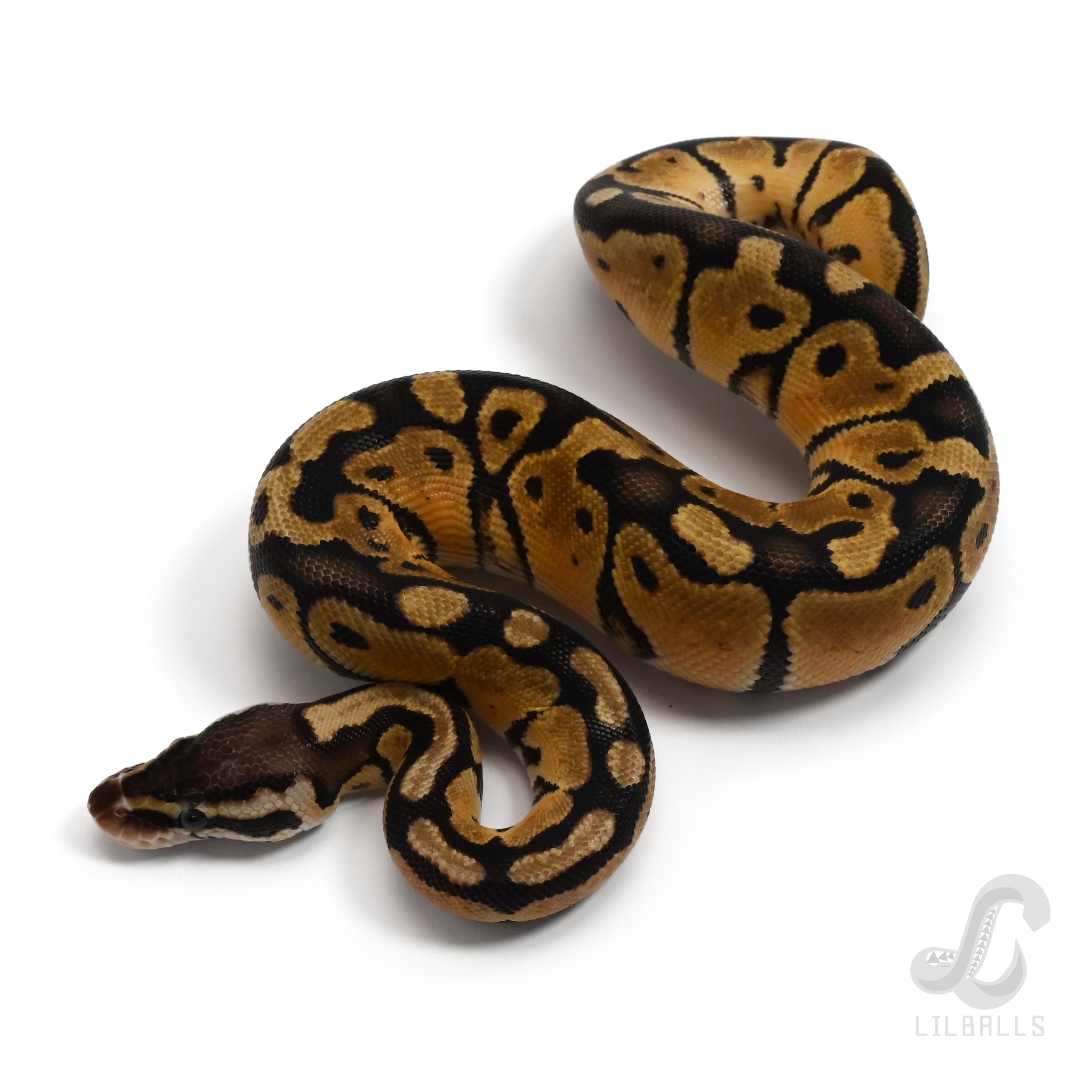 パステル Het TSK アザンティック 66% Het デザートゴースト