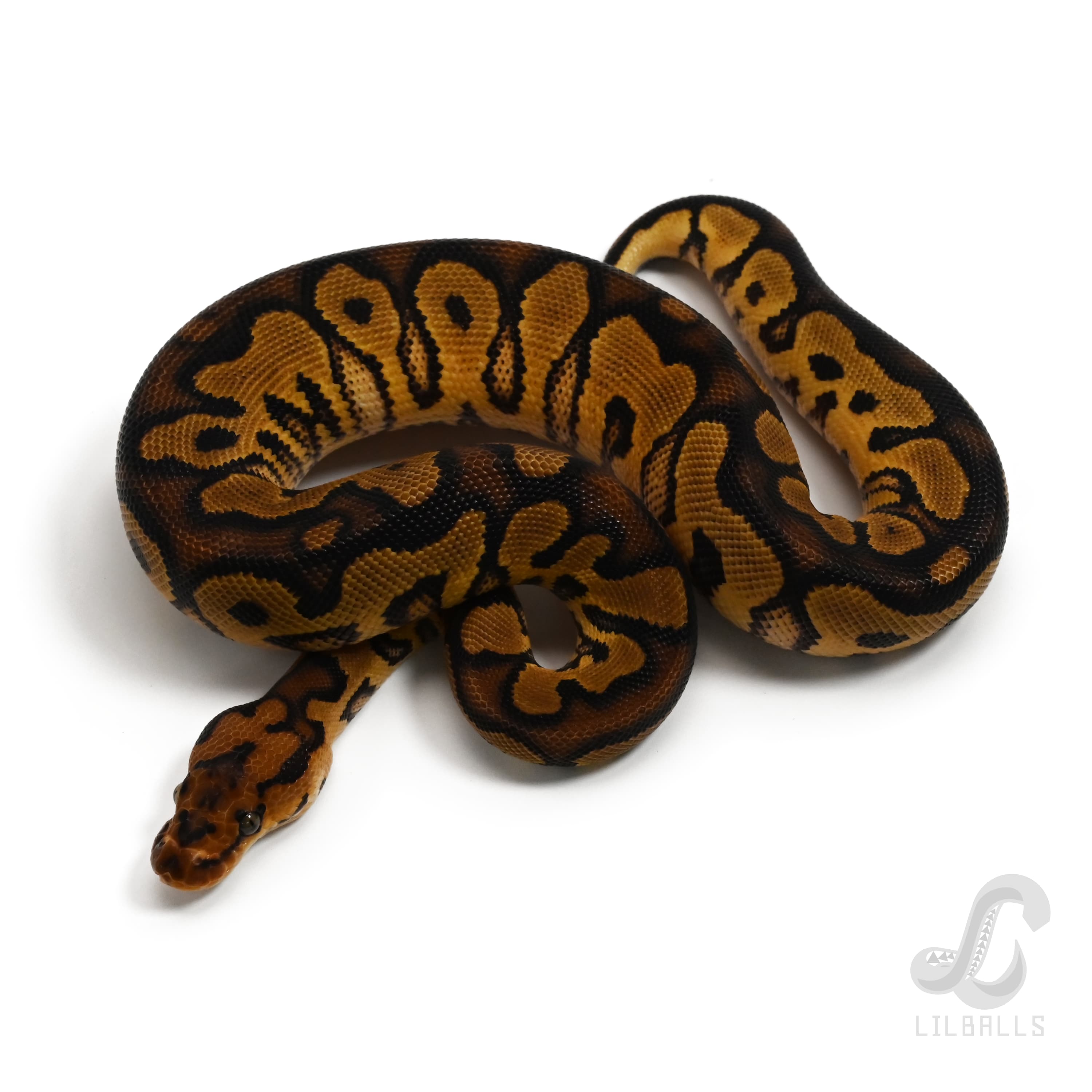 イエローベリー クラウン