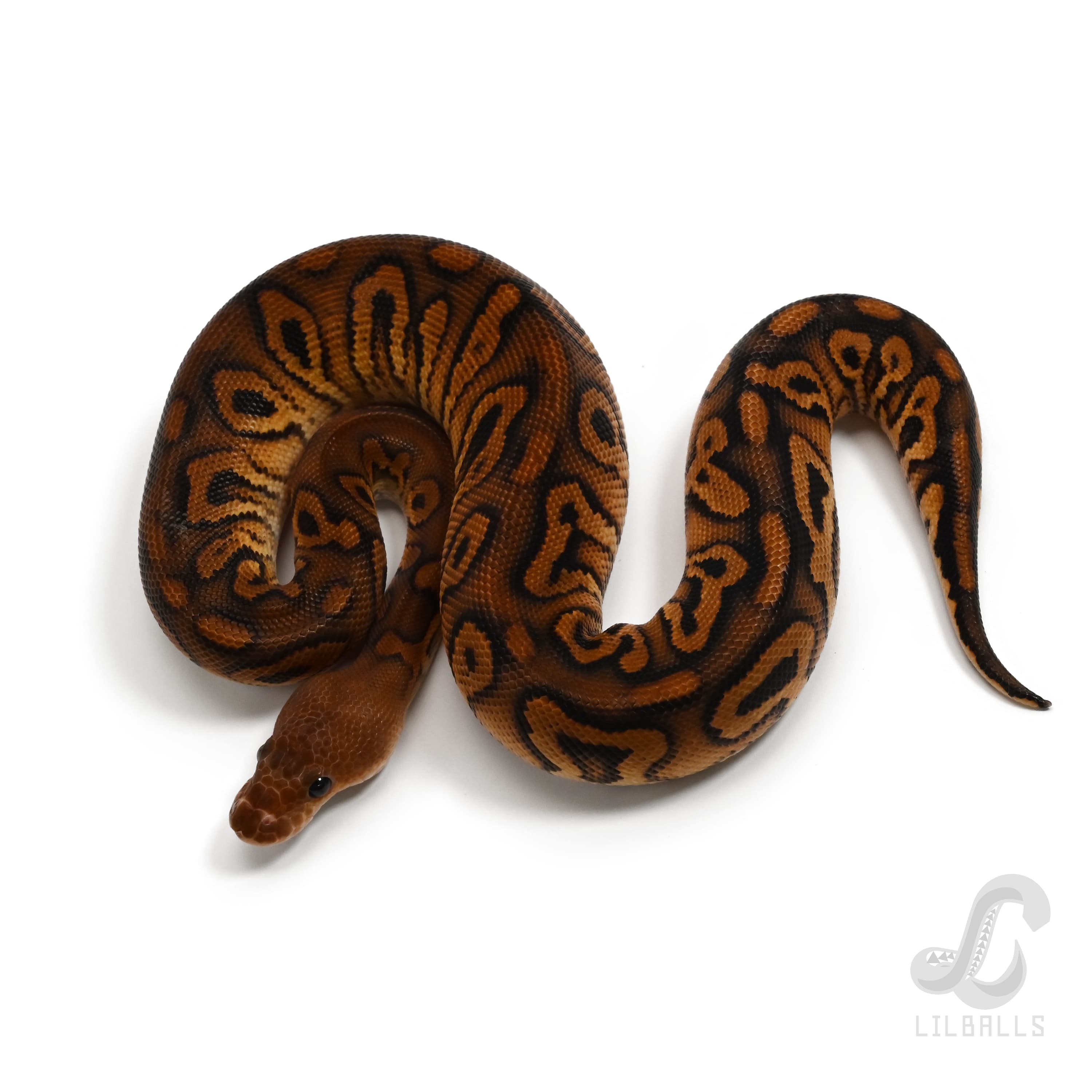 ハリケーン ブラックパステル クラウン