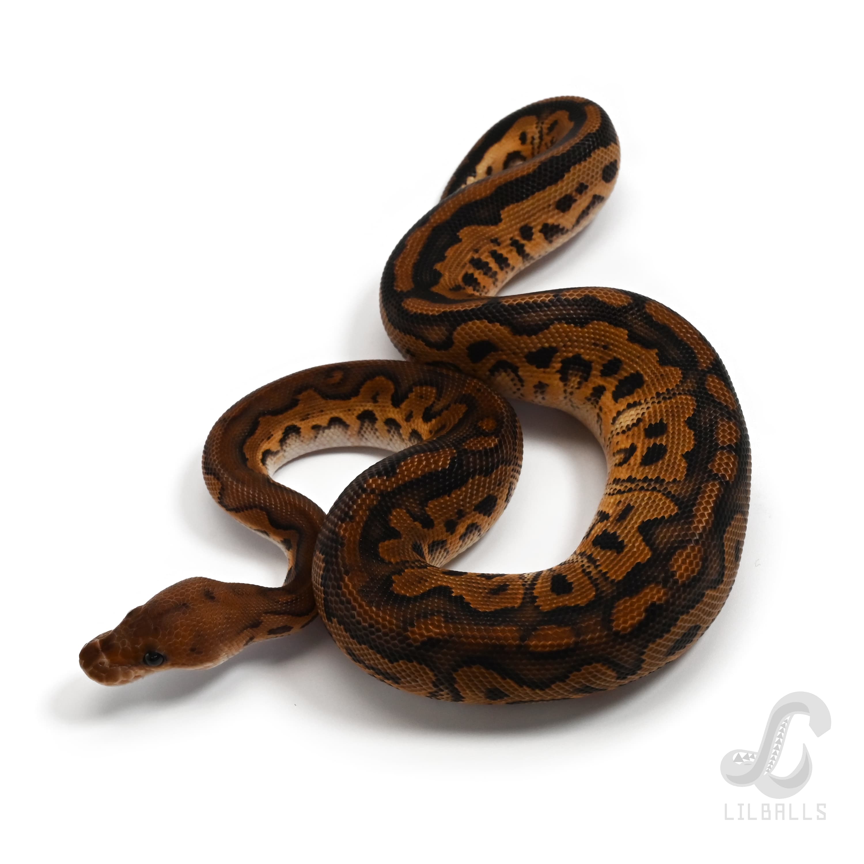 ブラックパステル クラウン