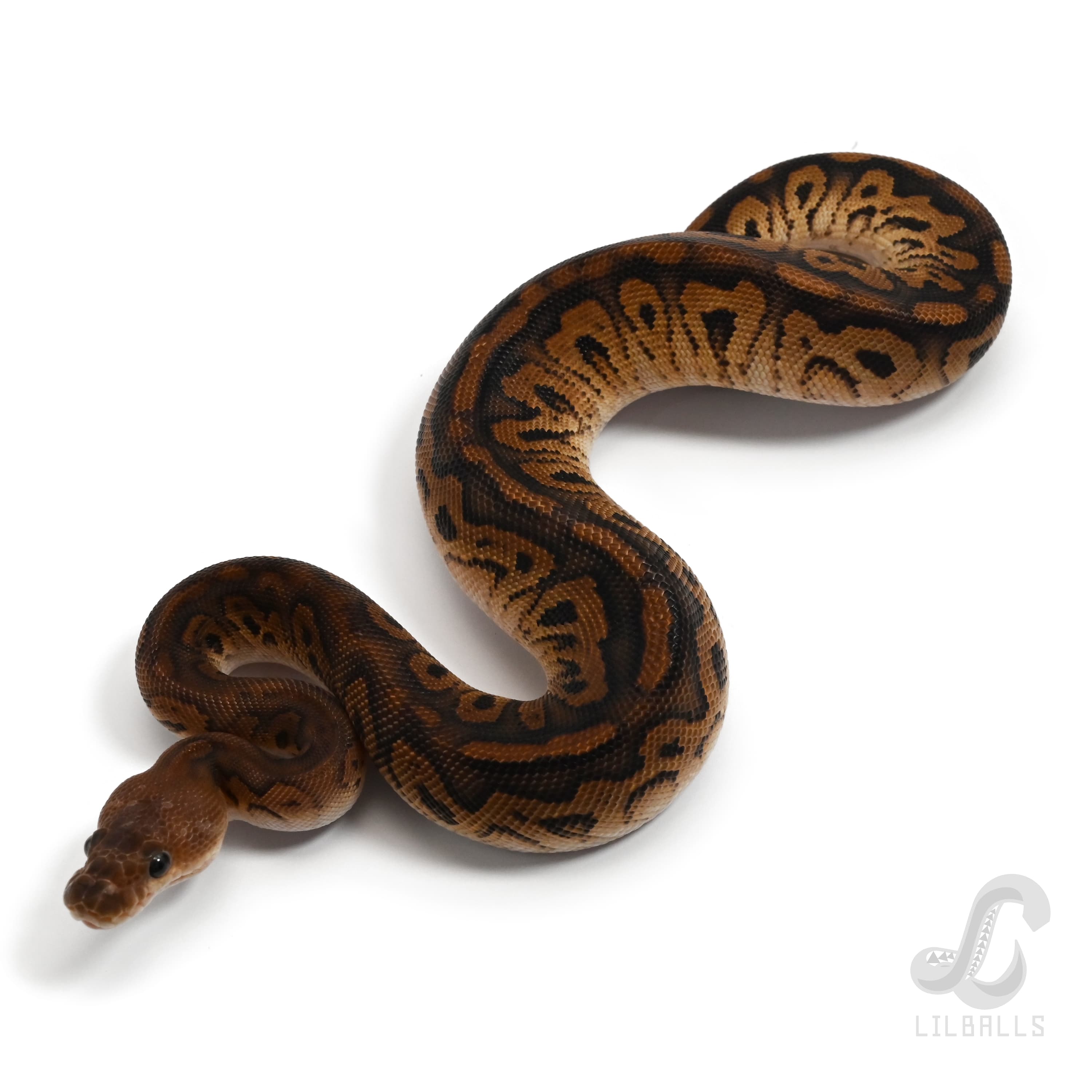 ブラックパステル クラウン