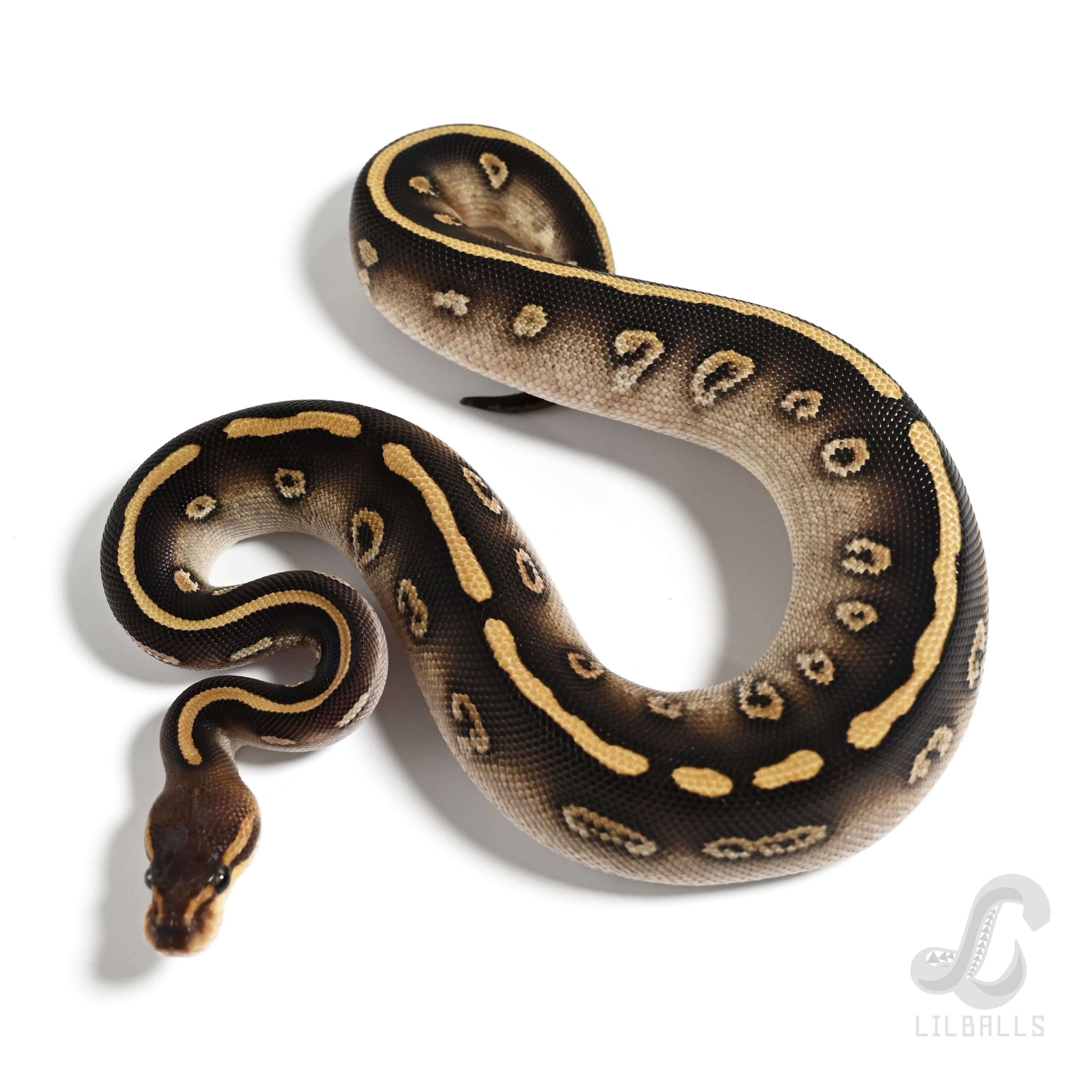 ウーキー イエローベリー モハベ Het クラウン