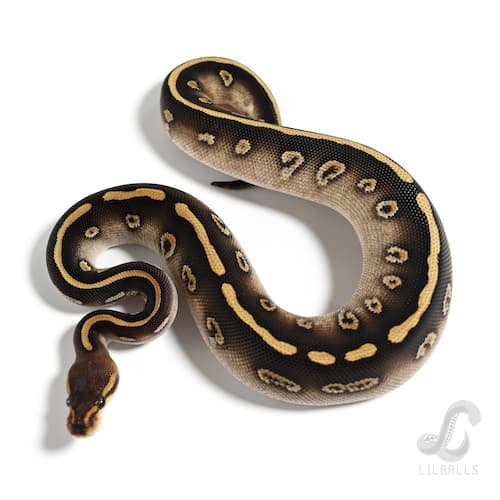 ウーキー イエローベリー モハベ Het クラウン