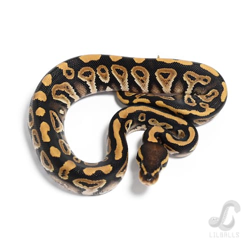 ミスティック ヘテロ クラウン