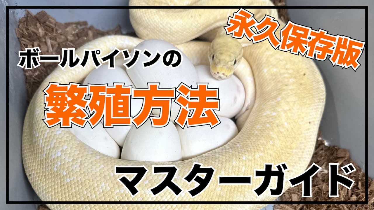 【永久保存版】ボールパイソン繁殖完全マスターガイド - 排卵の見極めから孵化まで実践的解説
