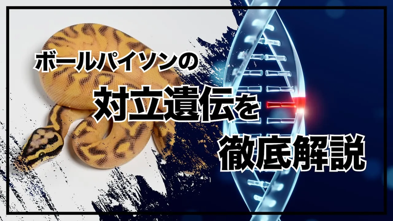 ボールパイソンの対立遺伝を徹底解説 - 対立遺伝子の理解からコンボモルフ作出までを解説