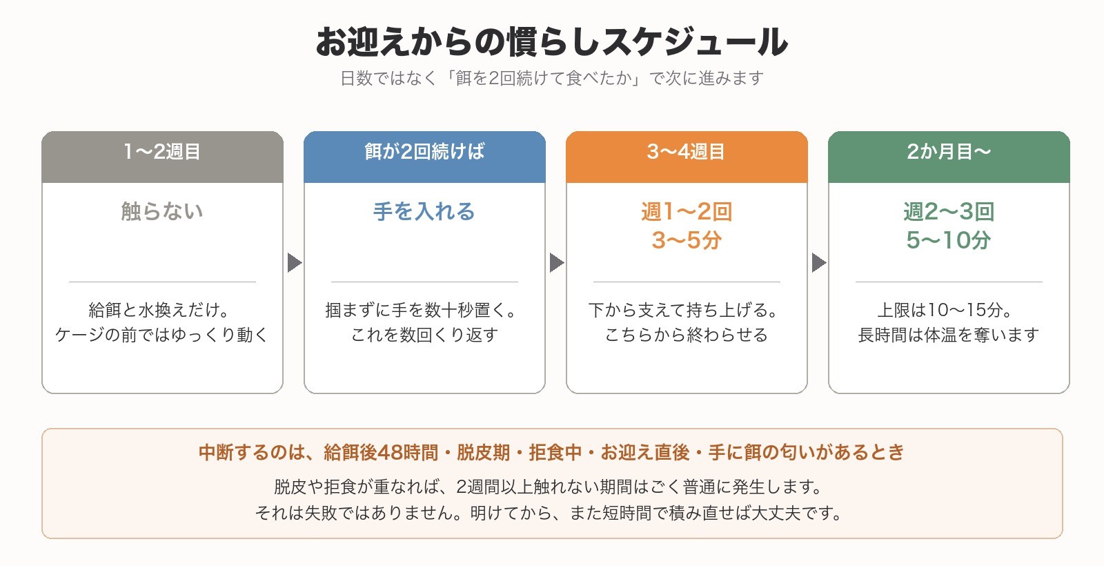 1〜2週目は触らない、餌が2回続いたら手を入れる、以降は週1〜3回の短時間という流れ