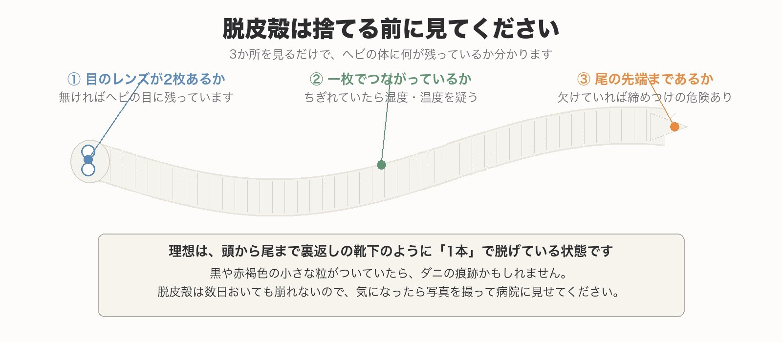脱皮殻の目のレンズ2枚・一枚でつながっているか・尾の先端まであるかの3つの確認点
