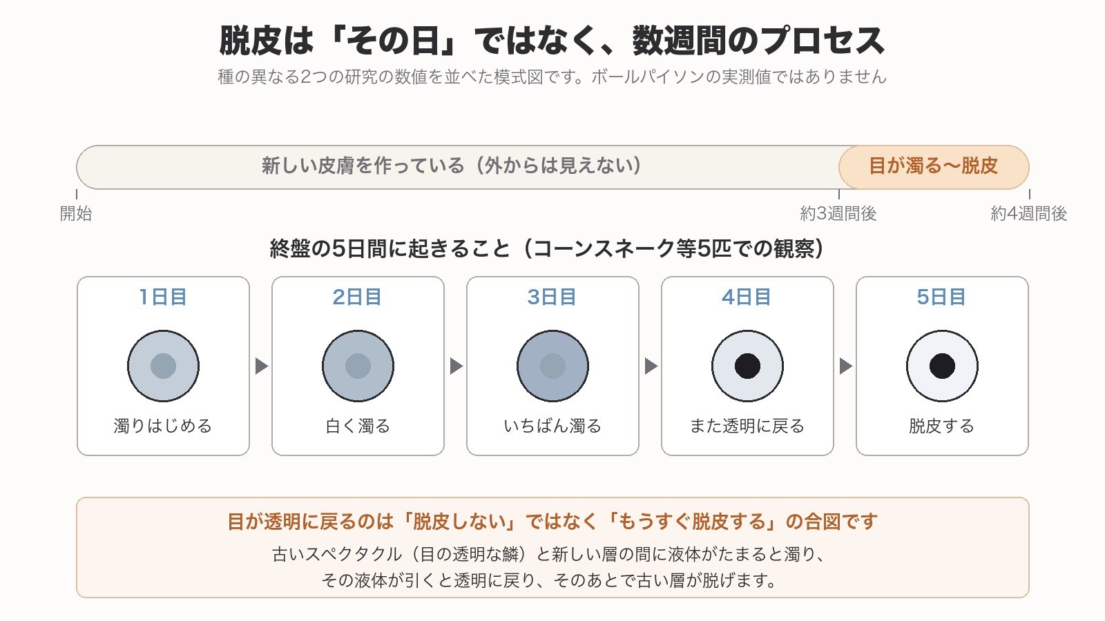 脱皮の全期間と、目が濁ってから透明に戻り脱皮するまでの数日間の関係を示した模式図