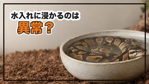 ボールパイソンが水入れに浸かるのは異常？正常な場合と、疑うべき4つの原因