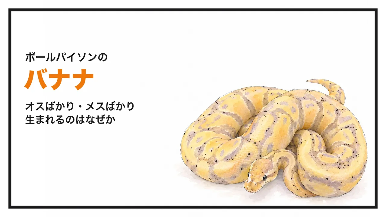 eyecatch