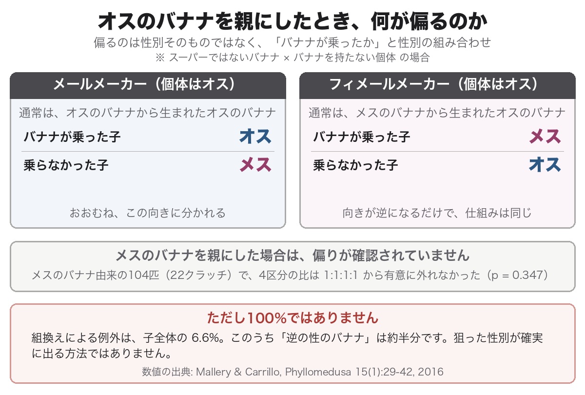 メールメーカーとフィメールメーカーで、バナナが乗った子と乗らなかった子の性別がそれぞれ逆に偏ることを示した図。メスのバナナを親にした場合は偏りが報告されていない