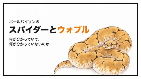 ボールパイソンのスパイダーとウォブル｜何が分かっていて、何が分かっていないのか