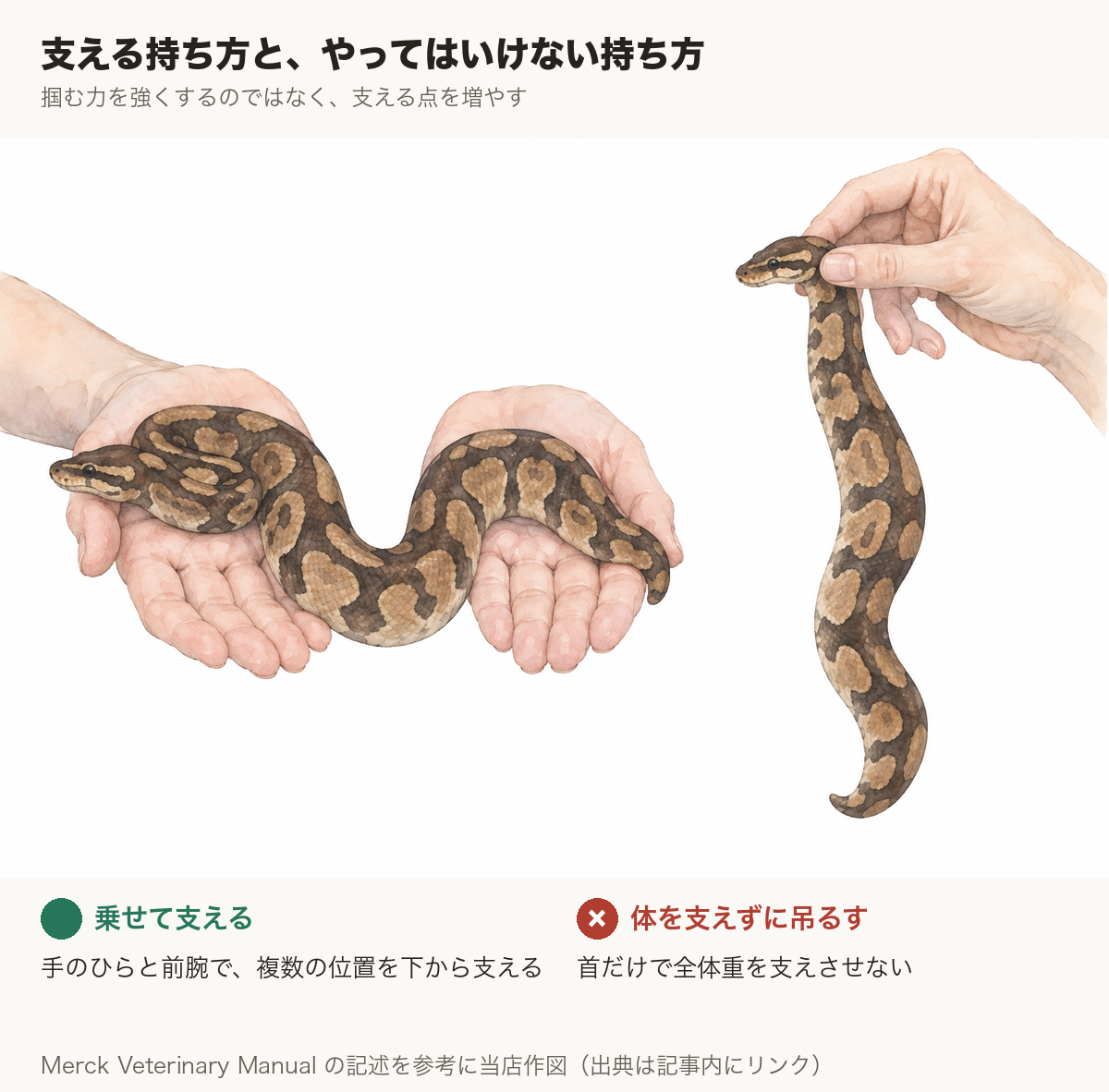 ボールパイソンを両手のひらに乗せて複数の位置で支える持ち方と、体を支えずに首の後ろだけをつまんで宙に垂らす持ち方の比較図