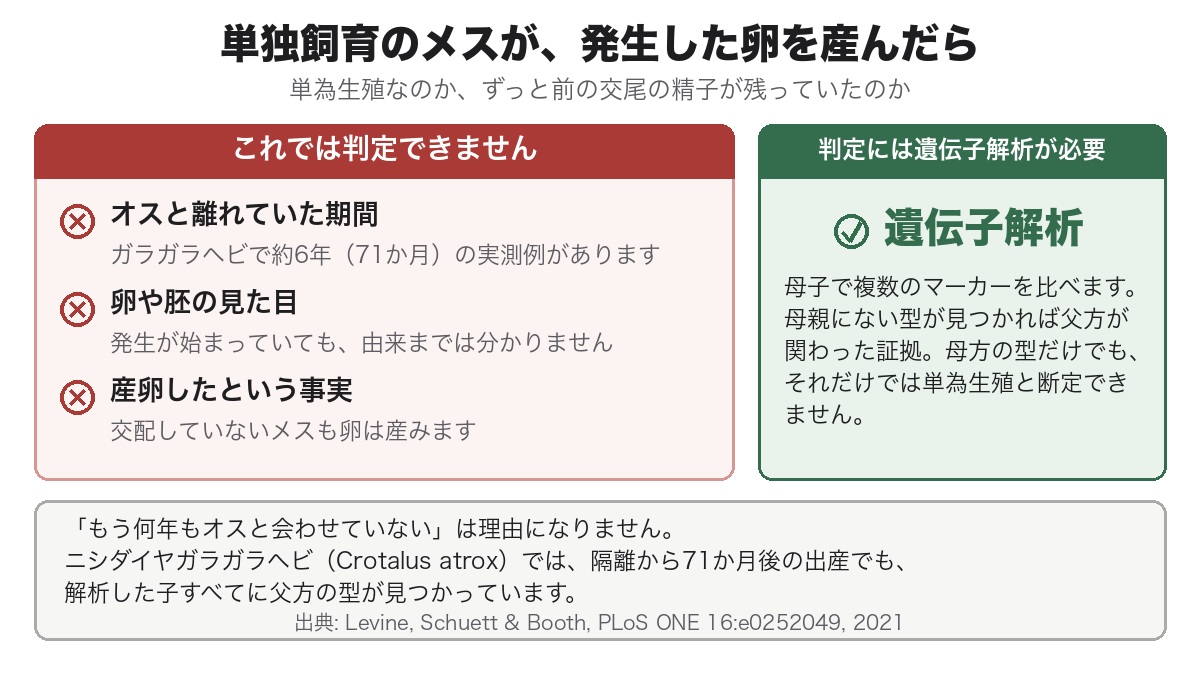 オスと離れていた期間・産卵の様子・胚の有無のいずれからも単為生殖と精子貯蔵は区別できず、遺伝子解析だけが判定できることを示した図