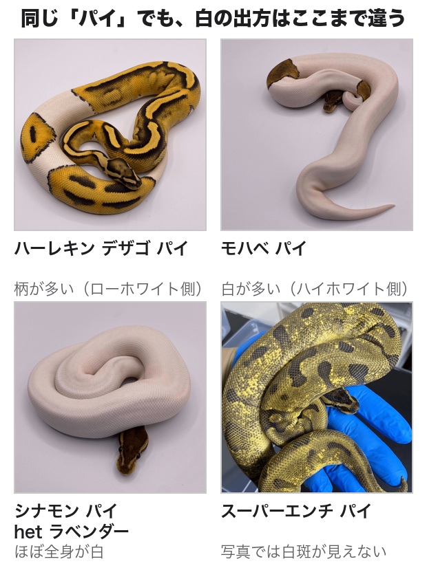 ハーレキンデザゴパイ、モハベパイ、シナモンパイ het ラベンダー、スーパーエンチパイの4個体を並べた写真