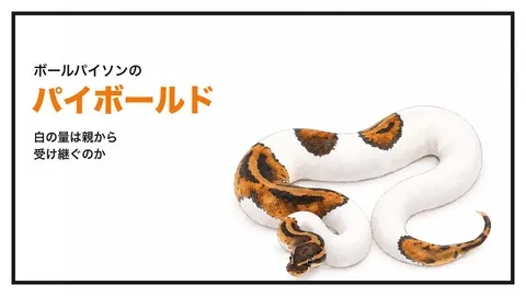 ボールパイソンのパイボールド｜白の量は親から予測できるのか、組み合わせで変わるのか