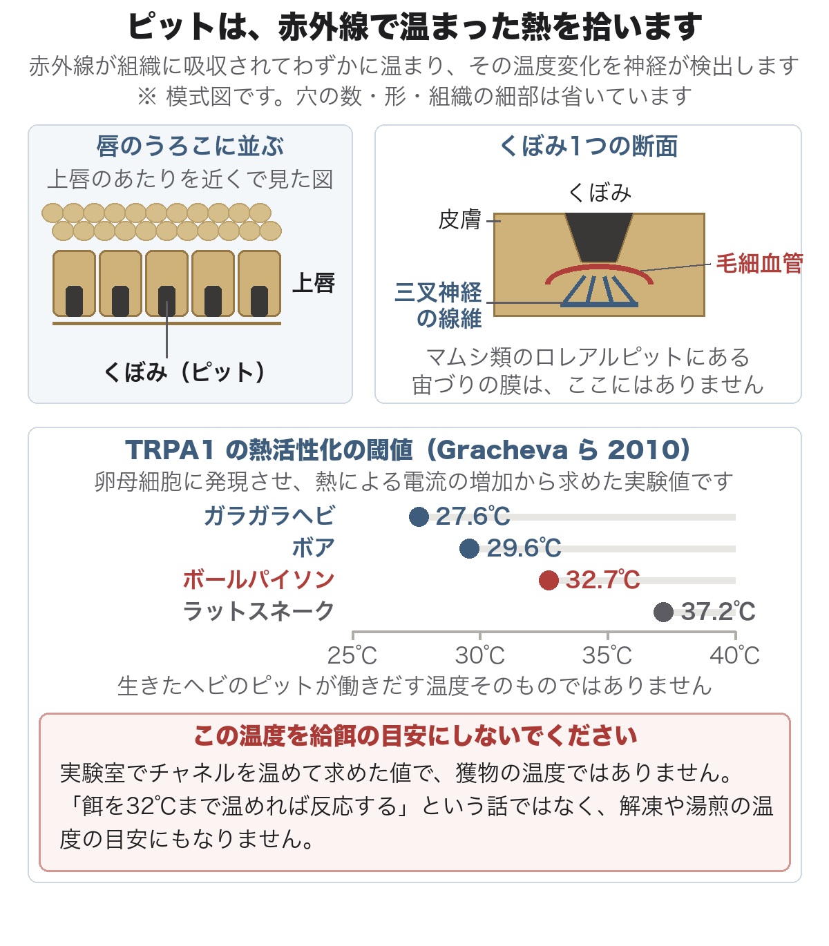 ボールパイソンの唇のうろこに並ぶくぼみと、その断面(皮膚のくぼみの底の組織に毛細血管と三叉神経の線維が入り、マムシ類のような宙づりの膜は無い)、および TRPA1 の熱活性化の閾値がガラガラヘビ27.6℃・ボア29.6℃・ボールパイソン32.7℃・ピットを持たないラットスネーク37.2℃であることを示した図。これはチャネル自体を温めたときに開く温度であり、給餌や解凍の温度の目安ではない旨の注意書きを含む