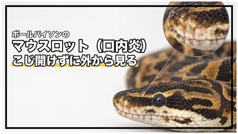 ボールパイソンのマウスロット（口内炎）｜見えるサインと、家でやってはいけないこと