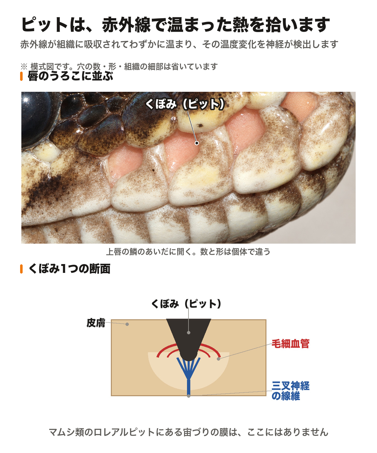 ボールパイソンの上唇の鱗のあいだに開くくぼみ(ピット)の写真と、くぼみ1つの断面図。皮膚のくぼみの底の組織に毛細血管と三叉神経の線維が入り、マムシ類のロレアルピットのような宙づりの膜は無いことを示している