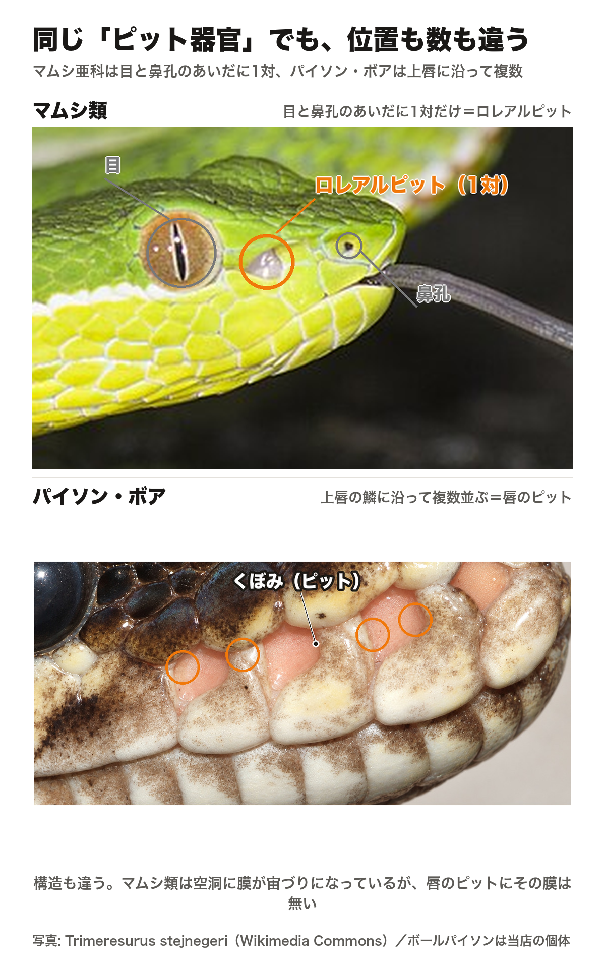 マムシ亜科のヘビの頭部写真に目・ロレアルピット・鼻孔の位置を示し、目と鼻孔のあいだに1対だけあることを図示。下にボールパイソンの上唇の写真を並べ、唇の鱗に沿って複数のピットが並ぶことを示した比較図