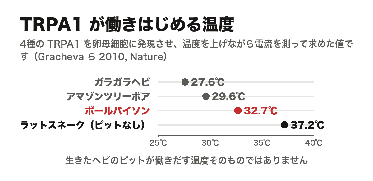 TRPA1 の熱活性化の閾値を4種で比べたグラフ。ガラガラヘビ27.6℃、アマゾンツリーボア29.6℃、ボールパイソン32.7℃、ピットを持たないラットスネーク37.2℃。生きたヘビのピットが働きだす温度そのものではない旨の注記つき