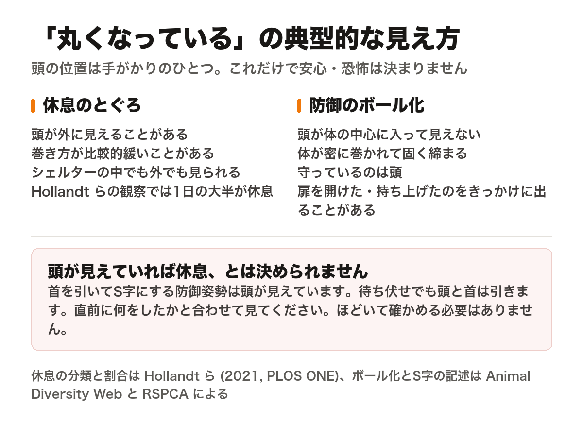「丸くなっている」の典型的な見え方の比較。休息のとぐろは頭が外に見えることがあり、巻き方が比較的緩く、シェルターの中でも外でも見られる。防御のボール化は頭が体の中心に入って見えず、体が密に巻かれて固く締まり、扉を開けた・持ち上げたのをきっかけに出ることがある。頭が見えていれば休息とは決められない、という注記つきの図