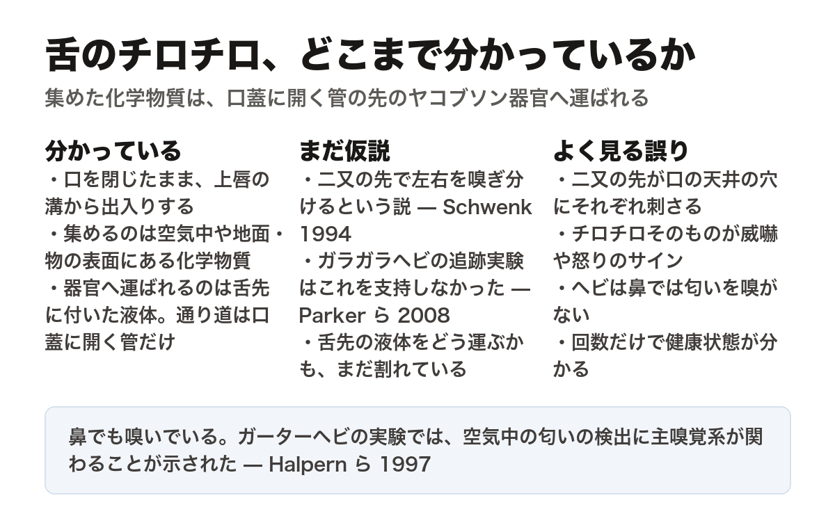 舌のチロチロについて分かっていること・まだ仮説のこと・よく見る誤りを3列に並べた図。分かっているのは、口を閉じたまま上唇の溝から出入りすること、集めるのは空気中や地面・物の表面にある化学物質であること、器官へ運ばれるのは舌先に付いた液体で通り道は口蓋に開く管だけであること。まだ仮説なのは、二又の先で左右を嗅ぎ分けるという説（Schwenk 1994）で、ガラガラヘビの追跡実験はこれを支持しなかった（Parker ら 2008）。よく見る誤りは、二又の先が口の天井の穴に刺さる、チロチロそのものが威嚇や怒りのサイン、ヘビは鼻では匂いを嗅がない、回数だけで健康状態が分かる、の4つ