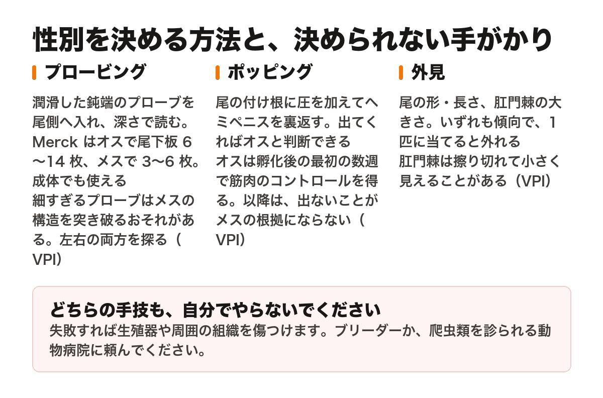 性別を決める方法と決められない手がかりを3列で比べた図。プロービングは潤滑した鈍端のプローブを尾側へ入れて深さで読む方法で、Merck はオスで尾下板6〜14枚、メスで3〜6枚とし、成体でも使える。細すぎるプローブはメスの構造を突き破るおそれがあり、左右の両方を探る（VPI）。ポッピングは尾の付け根に圧を加えてヘミペニスを裏返す方法で、出てくればオスと判断できるが、オスは孵化後の最初の数週で筋肉のコントロールを得るため、以降は出ないことがメスの根拠にならない（VPI）。外見は尾の形・長さと肛門棘の大きさで、いずれも傾向にすぎず1匹に当てると外れ、肛門棘は擦り切れて小さく見えることがある（VPI）。下段の注意書きは、どちらの手技も自分でやらないこと、失敗すれば生殖器や周囲の組織を傷つけるので、ブリーダーか爬虫類を診られる動物病院に頼むこと。