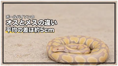 ボールパイソンのオスとメスの違い｜平均の差は約5cm、見分けは外見では決まりません