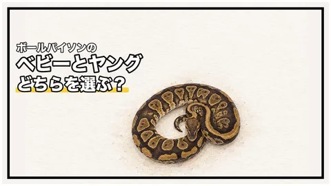ボールパイソンはベビーとヤング・アダルトどちらで迎える？｜それぞれのメリットとデメリット